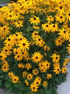 flowers in Irvington district, Portland, Oregon